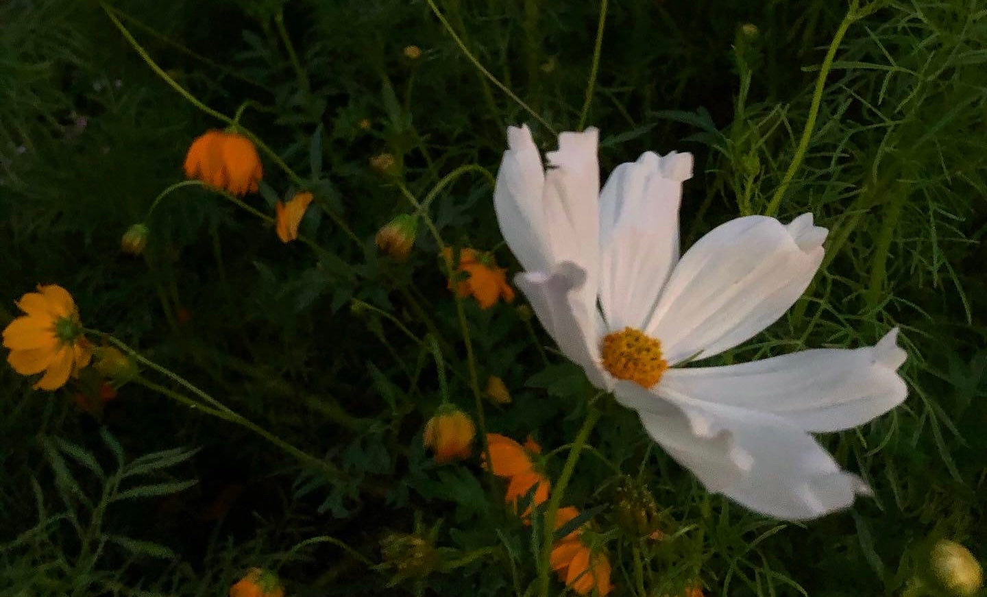Orange and white flowers, wild flowers